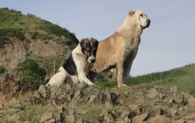 То, что они не признаны в мире, не означает, что их нет\". Выставка  племенных пород казахских собак прошла в Алматинской области | informburo.kz
