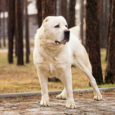 Столичные кинологи будут использовать в работе собак породы тобет