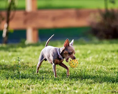 Той-терьер Умка «Тойчик — Купидон» фото собаки #194