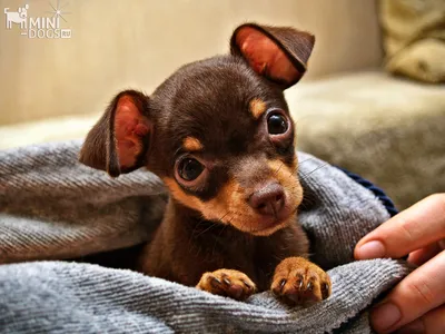 Той терьер | Miniature pinscher dog, Baby animals super cute, Cute dogs