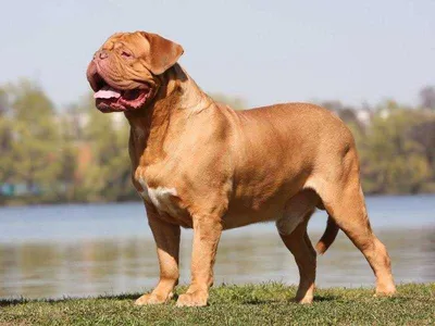Собака Тоса-ину - описание породы, фото и цена щенков тоса-ину | Pet-Yes