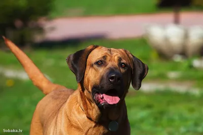 Продам собаку Тоса Ину Одесса, Одесская область, 2 мая 2019