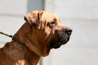 Япония:Единственная и редкая порода бойцовой собаки -Тоса-ину!. Обсуждение  на LiveInternet - Российский Сервис Онлайн-Дневников