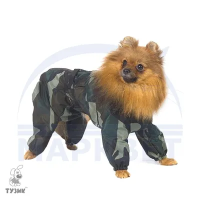 Игрушка HANSA Собака цвергпинчер 3877 купить по цене 4199 ₽ в  интернет-магазине Детский мир