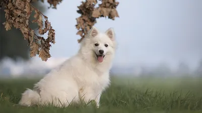 Шпиц: описание породы собак 🐶, рекомендации по уходу — ProPlan.ru