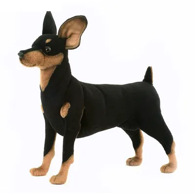 Собака Померанский шпиц черно-белый окрас Stock Photo | Adobe Stock