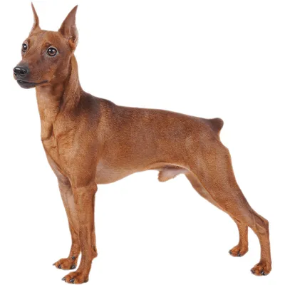 Цвергпинчер - описание породы собак: характер, особенности поведения,  размер, отзывы и фото - Питомцы Mail.ru