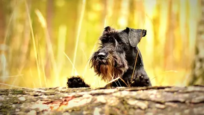 Цвергшнауцер - игривая и компанейский порода собак | Домашние Животные |  Дзен