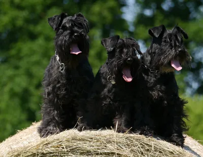 Собаки породы Цвергшнауцер на фотографиях разных размеров | Цвергшнауцер  Фото №86840 скачать