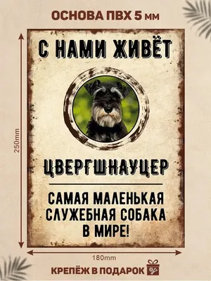 Пропала собака Цвергшнауцер в Октябрьском районе, желтый ошейник, имя Мася,  тел. 89965434892. | Pet911.ru
