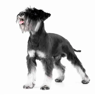 Табличка, Цвергшнауцер DANGER DOG осторожно злая собака 137651407 купить за  304 ₽ в интернет-магазине Wildberries