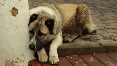 В Москве бойцовый пес-убийца изувечил школьницу, которая пыталась защитить  свою собачку - KP.RU