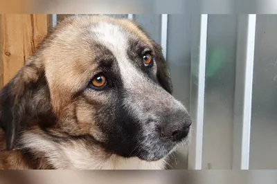 Это вирус: собака с мордой убийцы \"родила\" новый мем — видео - 30.08.2018,  Sputnik Армения