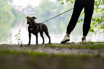 Петицию создали из-за убийства собаки на КСК в Чите (18+)