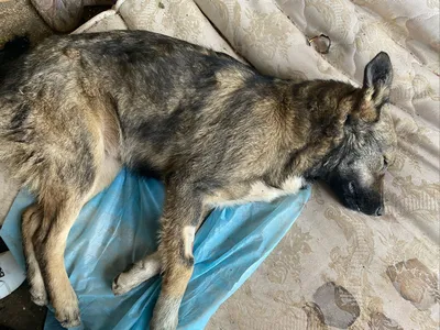Дело пытаются закрыть»: павлодарка поведала о хладнокровном убийстве собак  породы тазы
