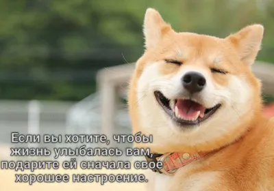 Собака-улыбака: начни свой день с улыбки. Фотоподборка в помощь | Жизнь  Животных | Дзен
