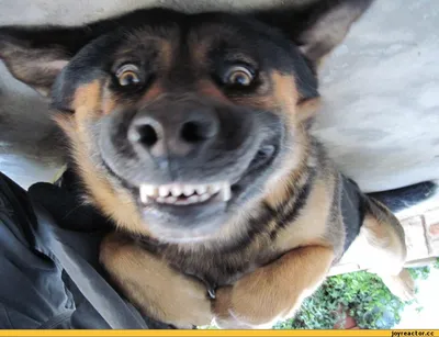 Собака-улыбака: тюменка разводит национальное достояние Японии