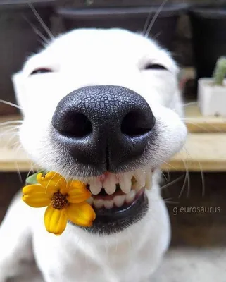 Собака-улыбака стала новой звездой в сети - Новости на KP.UA