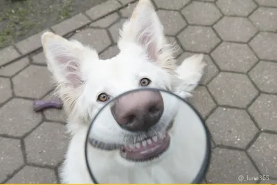 Собака улыбака с бровями - 77 фото