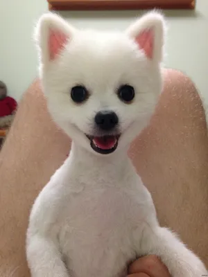 вот вам и собака-улыбака #пудель #instagramvsreality #dogsoftiktok | TikTok