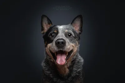 Собака улыбака» — создано в Шедевруме