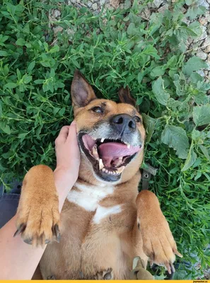 Собака улыбака породы сибу-ину» — создано в Шедевруме
