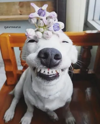 Собака улыбака фото фотографии