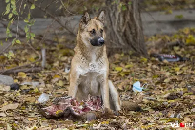 Что делать, если собака боится салютов и фейерверков - 23 декабря 2021 -  29.ru