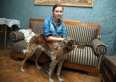 Ургант, Порошина, собаки: все звезды «Елок» за одним столом - «Кино Mail.ru»