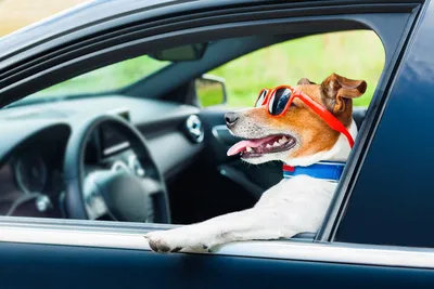 Мохнатый хаос: как перевозить собаку в автомобиле - КОЛЕСА.ру –  автомобильный журнал