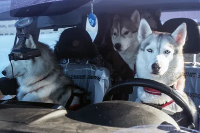РГ\"-советы: Как правильно перевозить собак в машинах - Российская газета