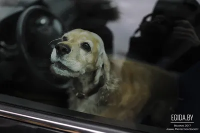 Перевозка собак - как перевозить собаку в машине