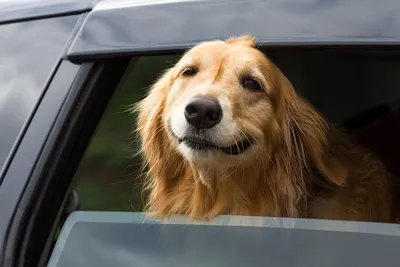 счастливая собака в машине стоковое фото. изображение насчитывающей группа  - 228275400
