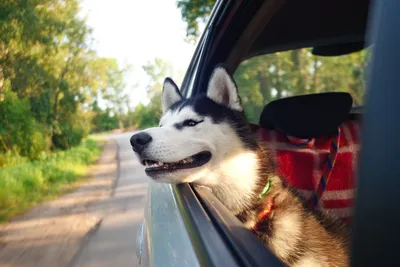 счастливая собака в машине стоковое изображение. изображение насчитывающей  цвет - 228275421