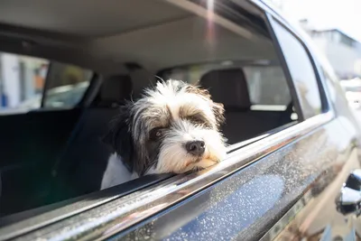 Как приучить собаку ездить в машине | Ветеринария и жизнь