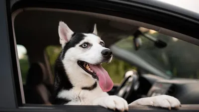 Могут ли оштрафовать за перевозку собаки в машине