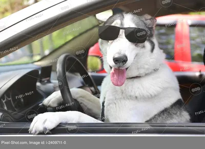 Видео: машина-собака из России: как ее мыть, водить и заработать на ней 8  штрафов за вечер? — Видео — Лаборатория — Motor