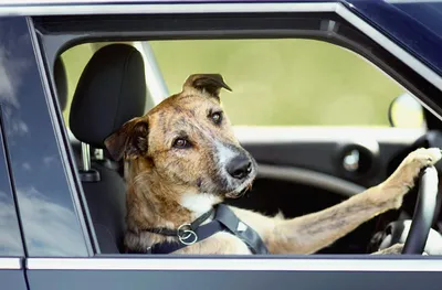 Перевозка собак в машине: что нужно знать - Дроссель