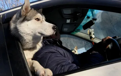 Как правильно перевозить собак в авто - объяснение | РБК Украина