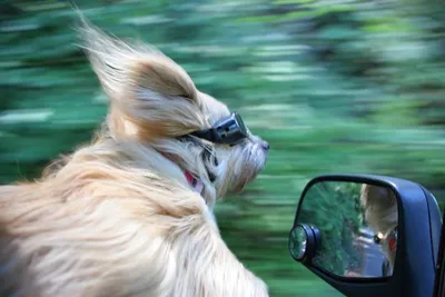 Симпатичная собака в очках сидит в машине :: Стоковая фотография ::  Pixel-Shot Studio