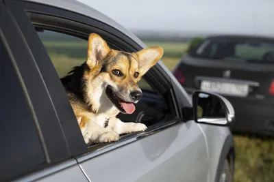 Почему собаки любят ездить в машине с высунутой мордой из окна? | Хвостач |  Дзен