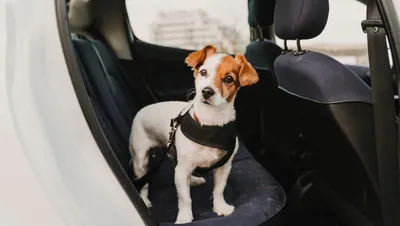 Перевозка собак в машине — как правильно перевозить собаку в машине