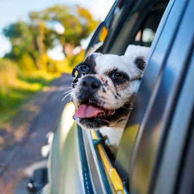 Путешествие с собакой на машине - Всё про колли
