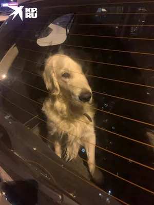 Гайд для собаководов: как правильно перевозить собаку в автомобиле
