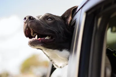 Собака едет в машине» — создано в Шедевруме