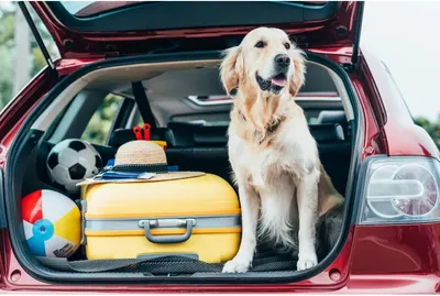 Перевозка собаки в транспорте: все правила и стоимость