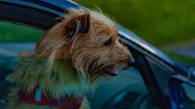 Окровавленную собаку обнаружили грибники в закрытой машине (ФОТО) — Новости  Хабаровска