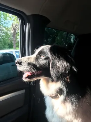 Собака едет на машине по трассе …» — создано в Шедевруме