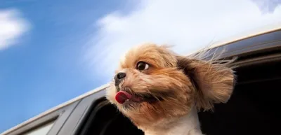 Перевозка собак в машине: как делать это правильно Автомобильный портал 5  Колесо