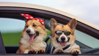 Перевозка собак в машине — как правильно перевозить собаку в машине
